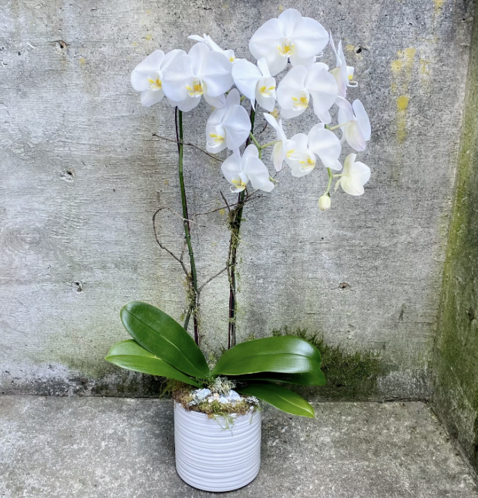 Phalaenopsis Orchid