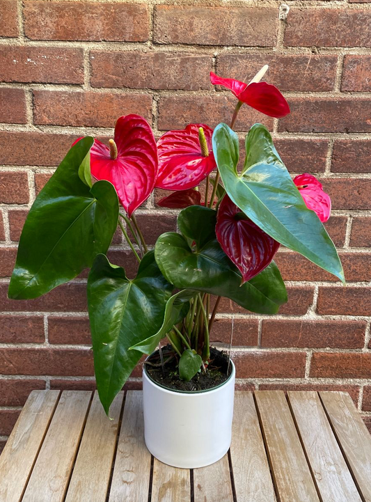 Anthurium Tropical