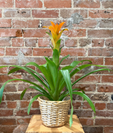 Mary Martha's Floral Design and Event Planning