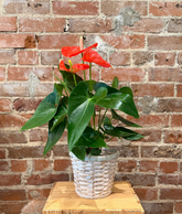 Mary Martha's Floral Design and Event Planning